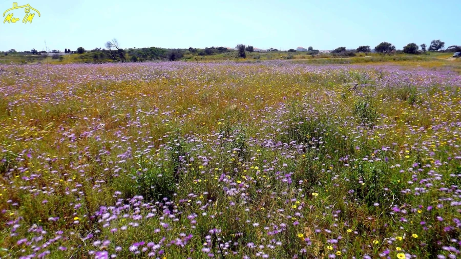 Terreno Agricola ou Rústico para Venda em Azinhal Foto 30