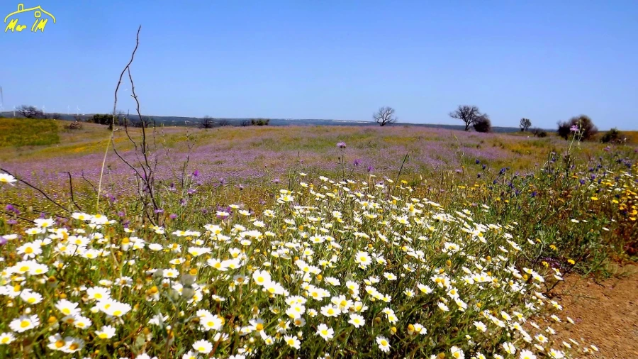 Terreno Agricola ou Rústico para Venda em Azinhal Foto 33