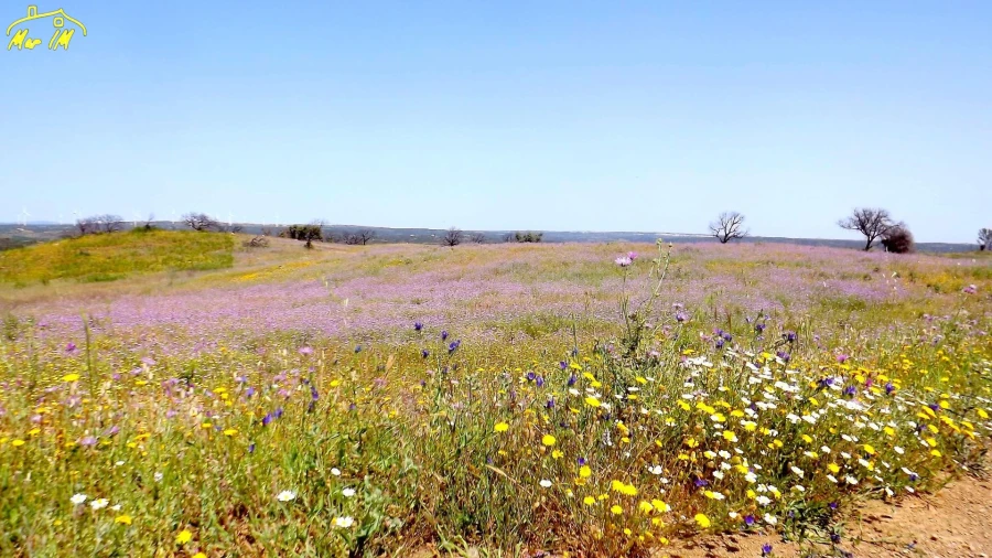 Terreno Agricola ou Rústico para Venda em Azinhal Foto 8