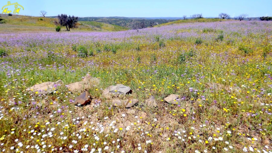 Terreno Agricola ou Rústico para Venda em Azinhal Foto 12