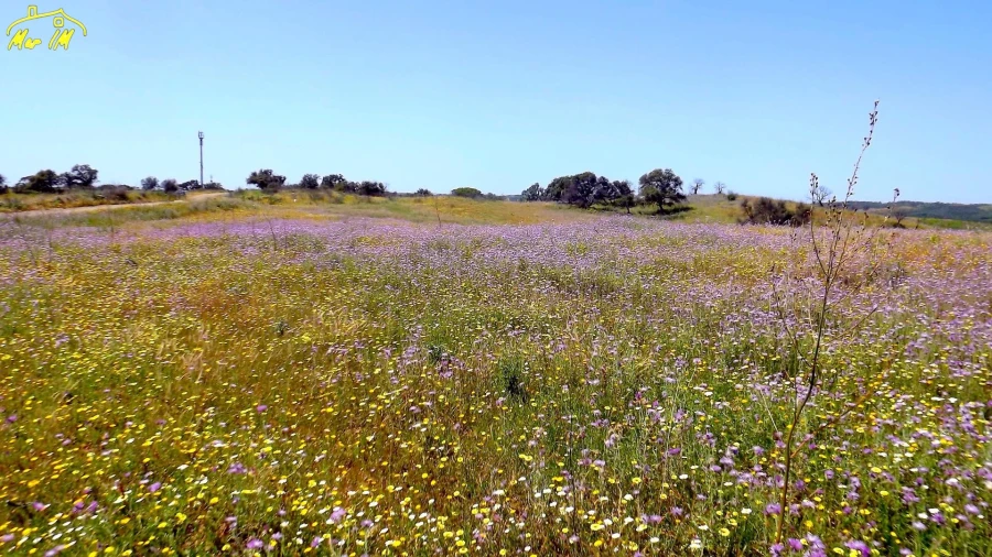 Terreno Agricola ou Rústico para Venda em Azinhal Foto 16