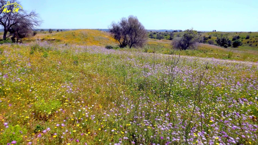Terreno Agricola ou Rústico para Venda em Azinhal Foto 20