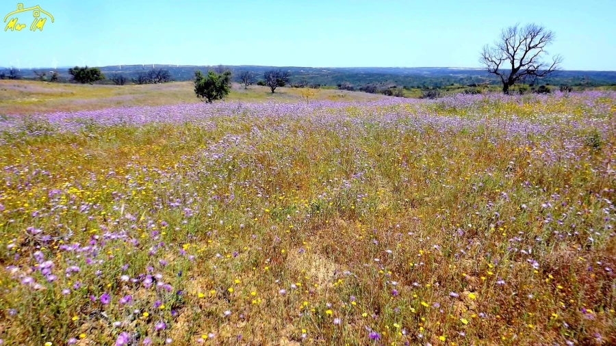 Terreno Agricola ou Rústico para Venda em Azinhal Foto 22
