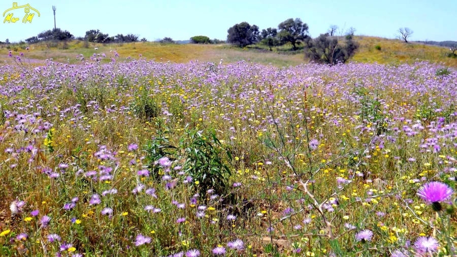 Terreno Agricola ou Rústico para Venda em Azinhal Foto 28