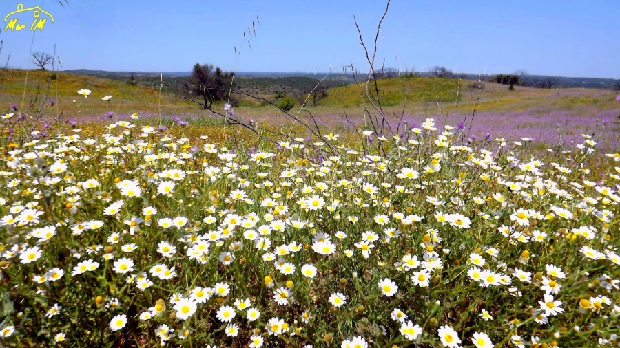 Terreno Agricola ou Rústico para Venda em Azinhal Foto 32