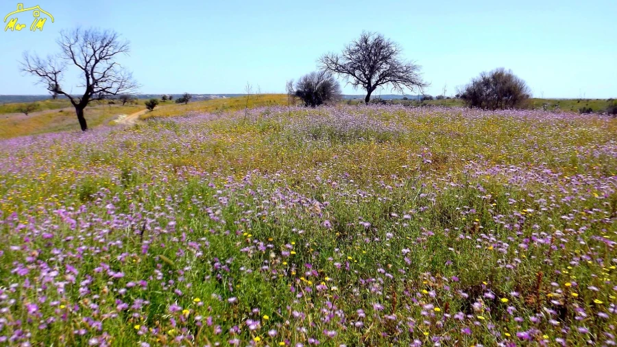 Terreno Agricola ou Rústico para Venda em Azinhal Foto 29