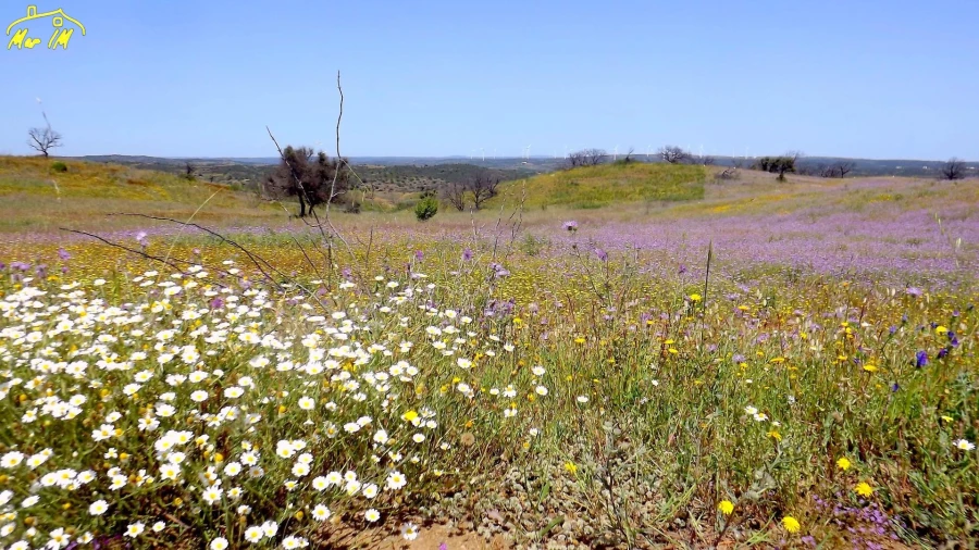 Terreno Agricola ou Rústico para Venda em Azinhal Foto 3