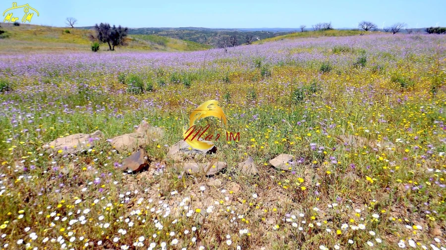 Terreno Agricola ou Rústico para Venda em Azinhal Foto 12