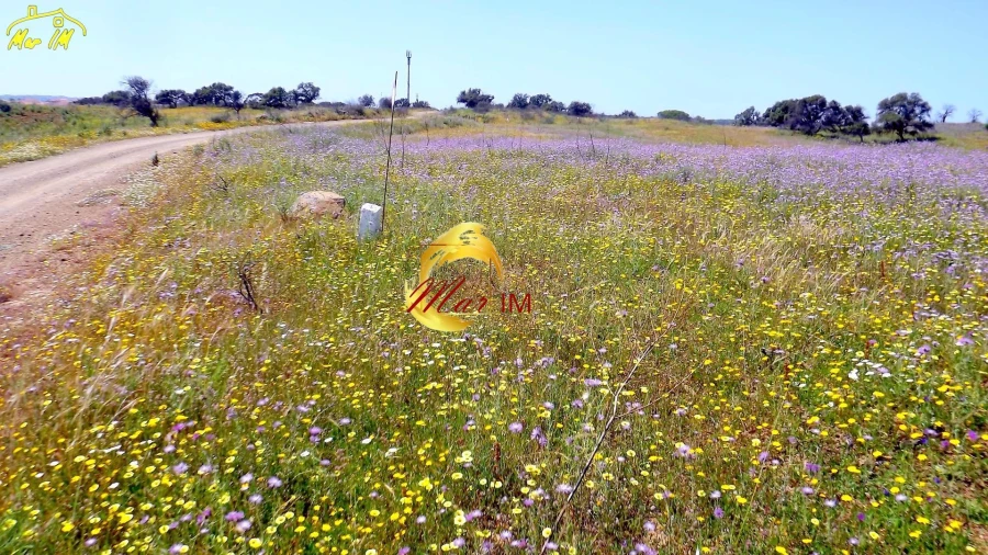 Terreno Agricola ou Rústico para Venda em Azinhal Foto 14
