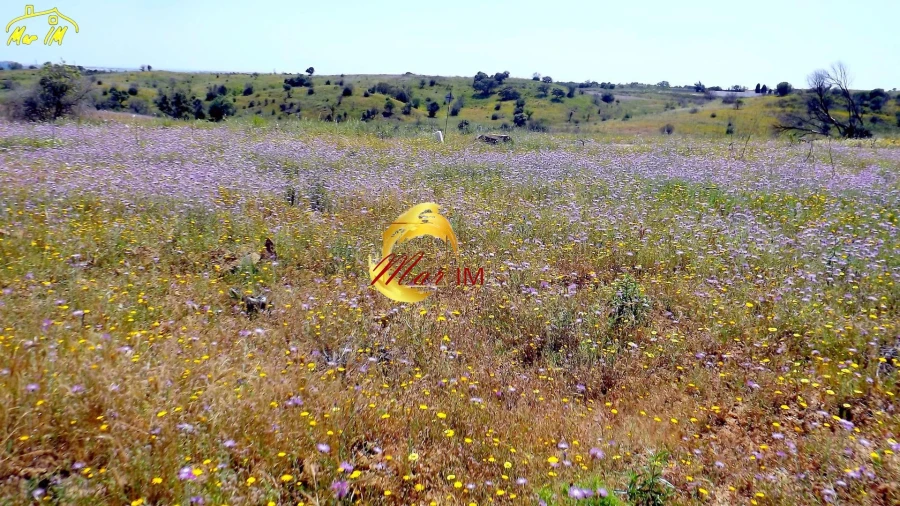 Terreno Agricola ou Rústico para Venda em Azinhal Foto 24