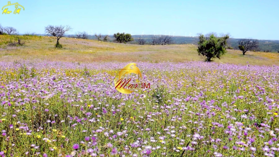 Terreno Agricola ou Rústico para Venda em Azinhal Foto 26