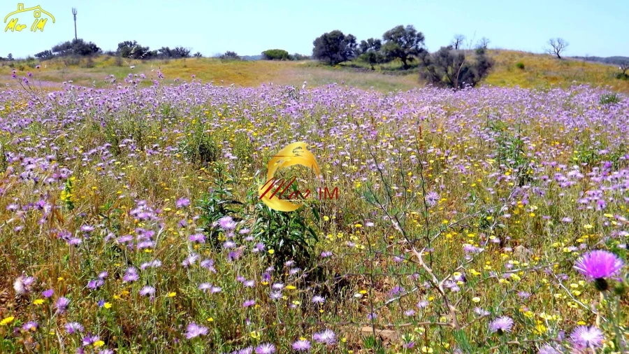Terreno Agricola ou Rústico para Venda em Azinhal Foto 28