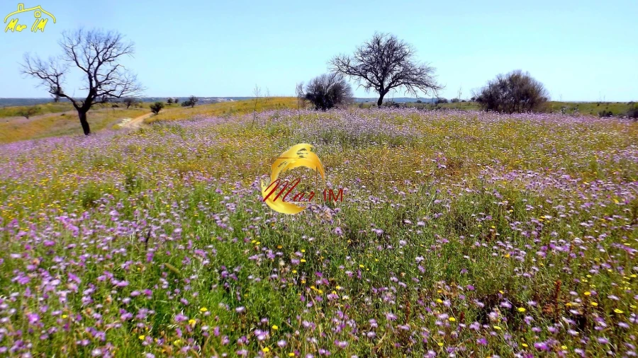 Terreno Agricola ou Rústico para Venda em Azinhal Foto 29