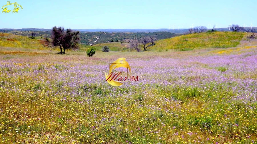 Terreno Agricola ou Rústico para Venda em Azinhal Foto 3