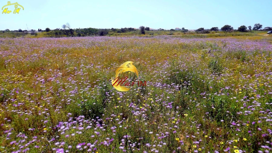 Terreno Agricola ou Rústico para Venda em Azinhal Foto 30