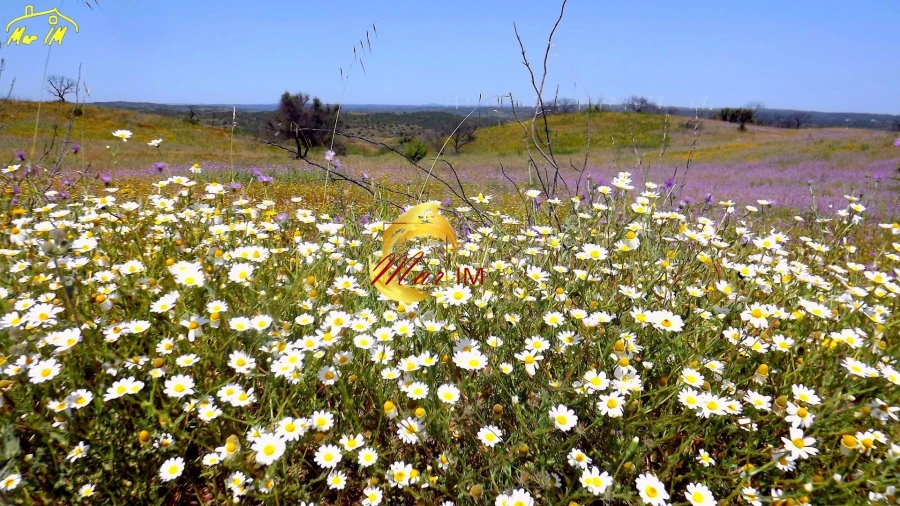 Terreno Agricola ou Rústico para Venda em Azinhal Foto 32
