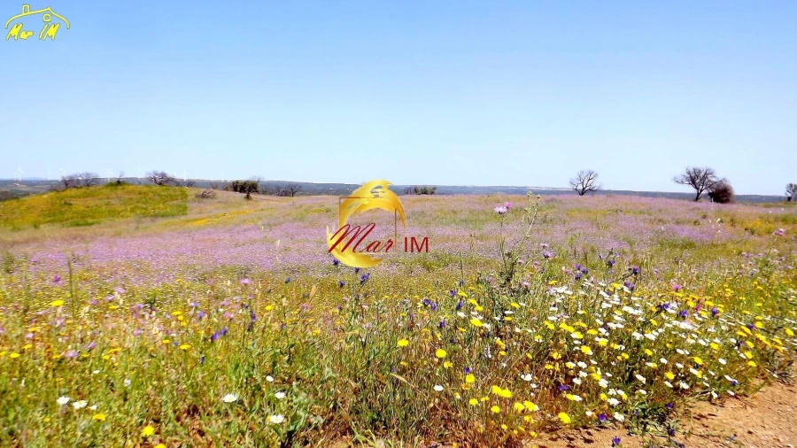 Terreno Agricola ou Rústico para Venda em Azinhal Foto 9