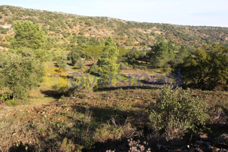 Quinta T3 para Venda em Alte Foto 34