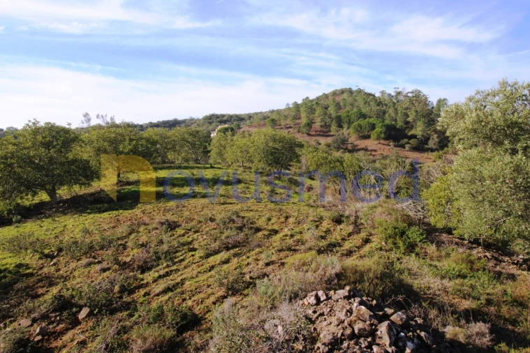 Quinta T3 para Venda em Alte Foto 38
