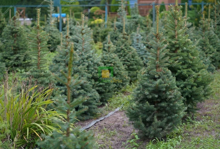 Terreno para Venda em Santo Antonio da Serra Foto 8