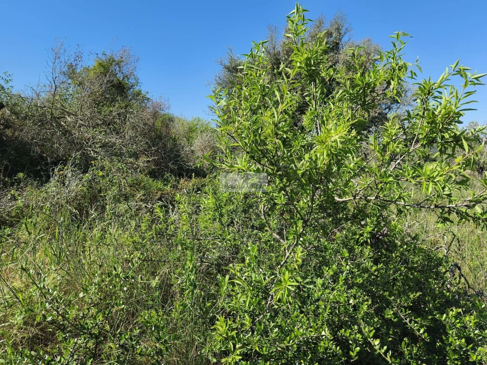 Terreno para Venda em Lagos (São Sebastião e Santa Maria) Foto 15