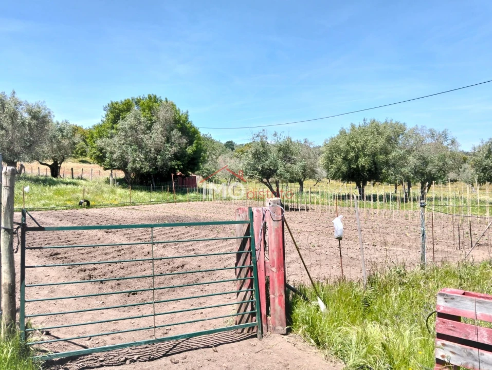 Quinta T3 para Venda em Santa Maria da Devesa Foto 10