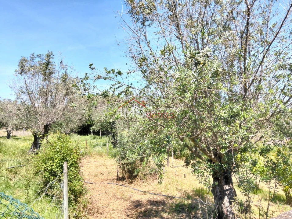 Quinta T3 para Venda em Santa Maria da Devesa Foto 17