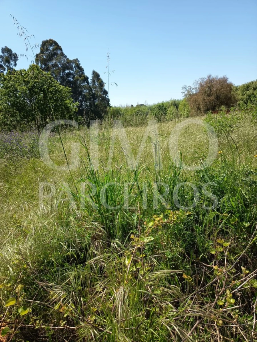 Terreno para Venda em Oiã Foto 2