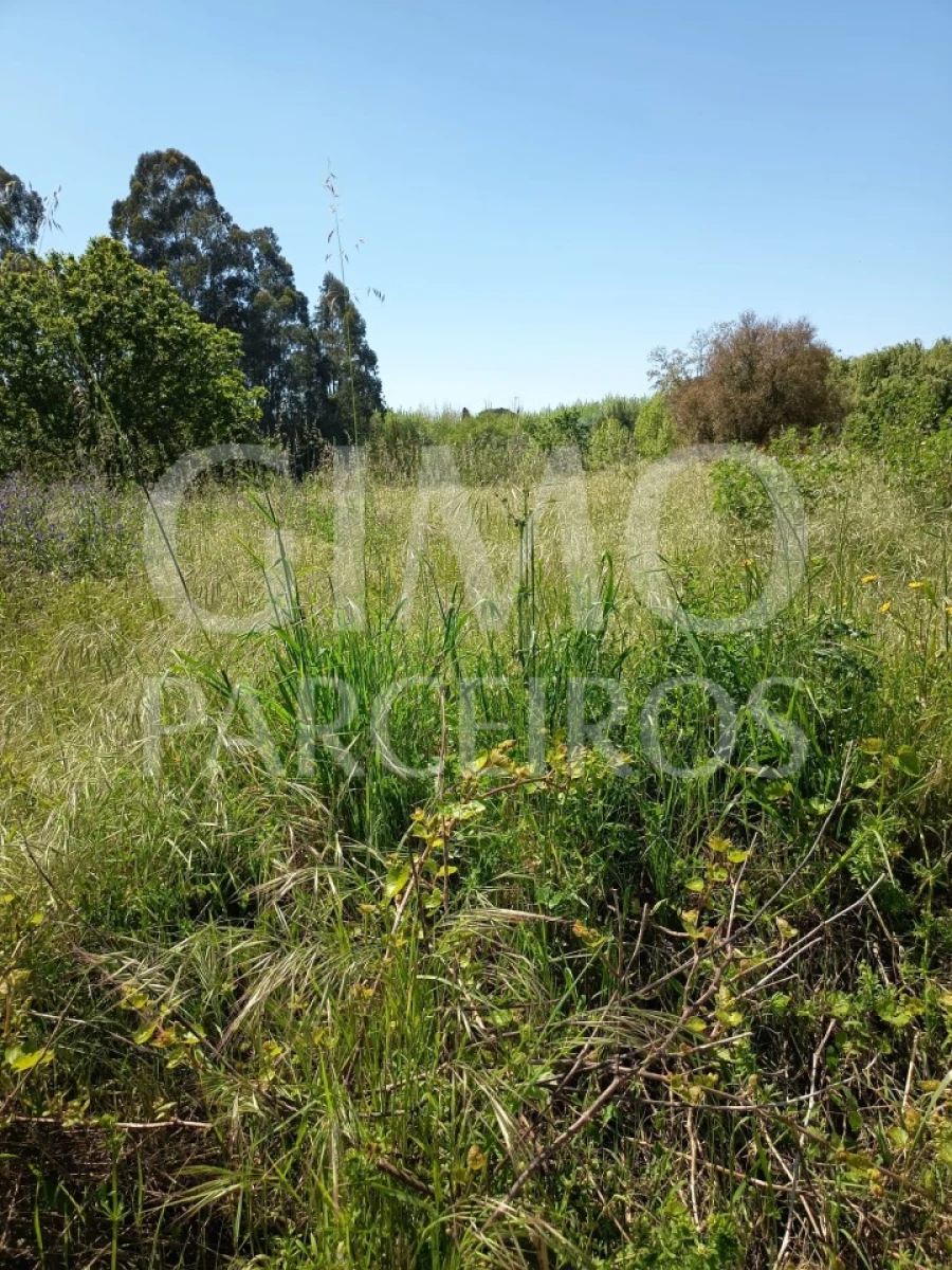 Terreno para Venda em Oiã Foto 5