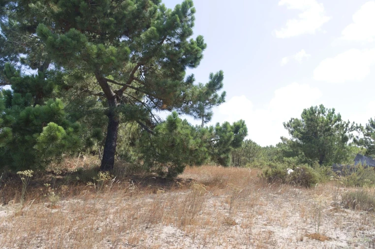 Terreno para Venda em Comporta Foto 16