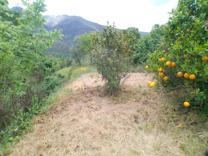 Moradia T1 para Venda em São Martinho das Moitas e Covas do Rio Foto 29