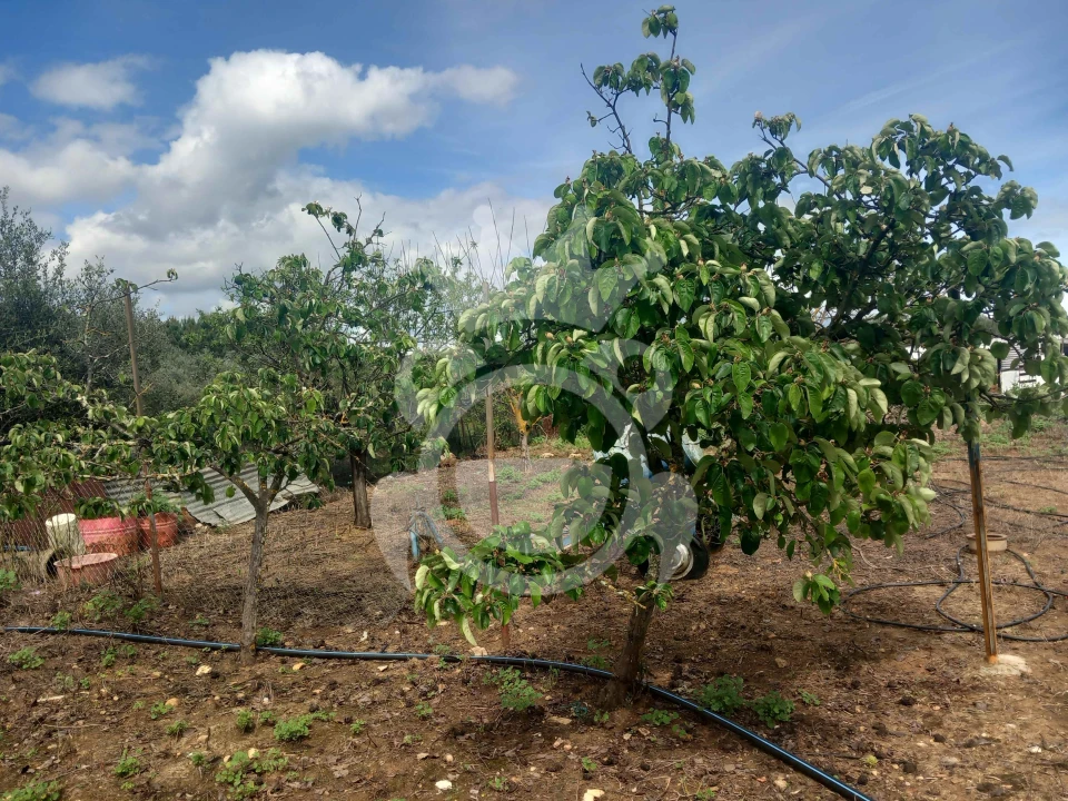 Terreno para Venda em Serpa (Salvador e Santa Maria) Foto 4