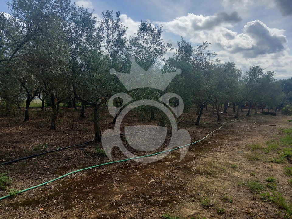 Terreno para Venda em Serpa (Salvador e Santa Maria) Foto 6