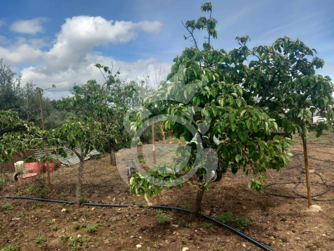 Terreno para Venda em Serpa (Salvador e Santa Maria) Foto 4