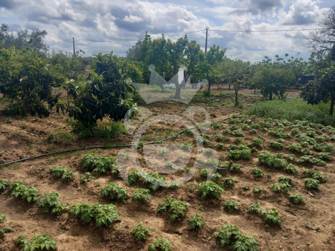 Terreno para Venda em Serpa (Salvador e Santa Maria)