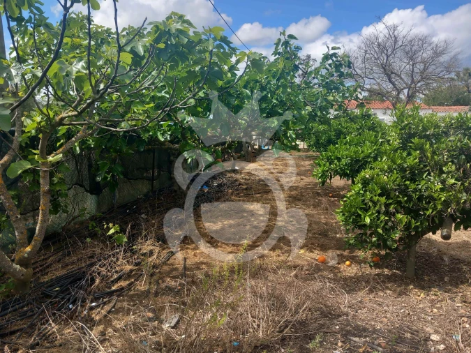 Terreno para Venda em Serpa (Salvador e Santa Maria) Foto 11