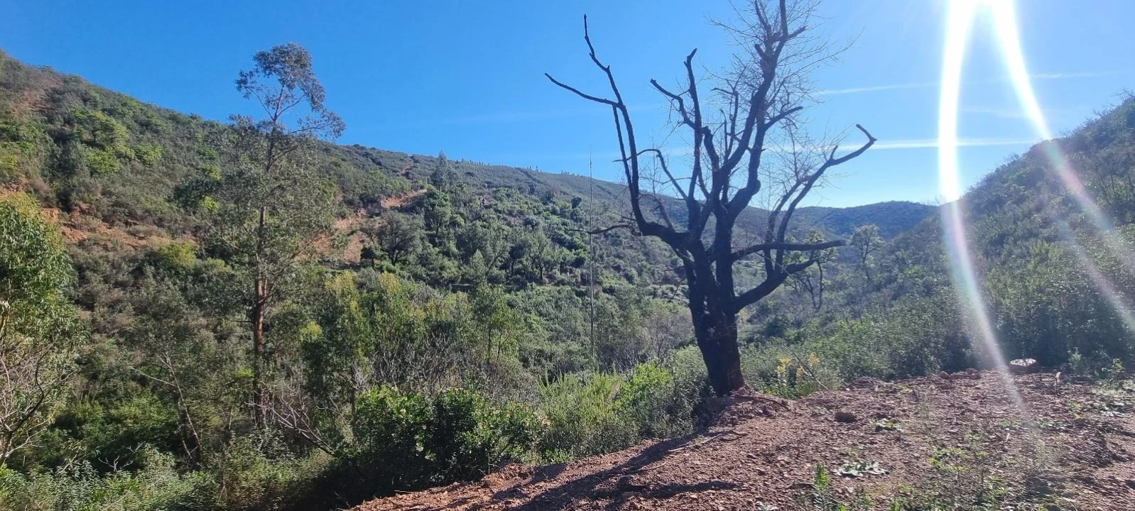 Terreno Agricola ou Rústico para Venda em Monchique Foto 7