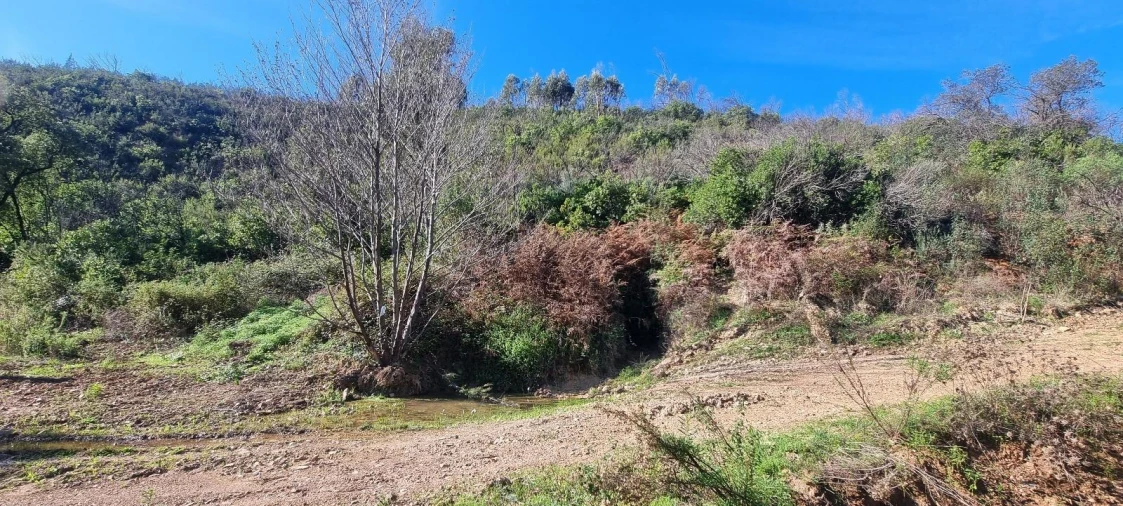 Terreno Agricola ou Rústico para Venda em Monchique Foto 2