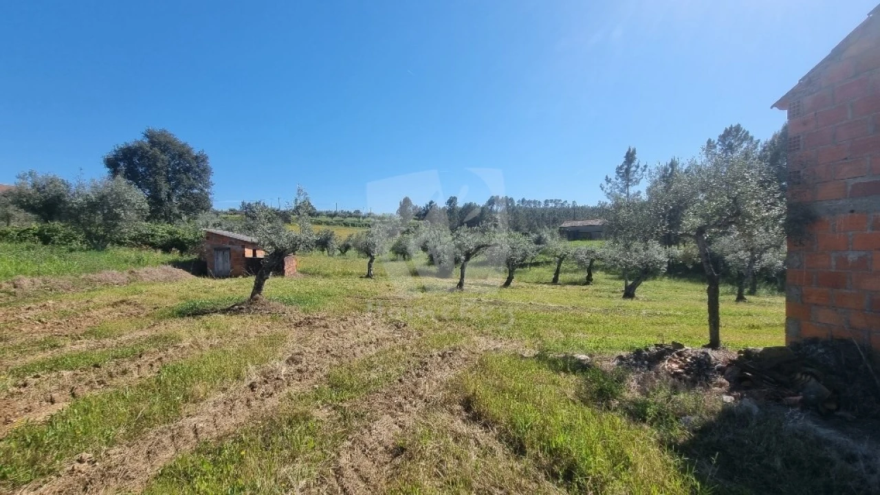 Terreno Agricola ou Rústico para Venda em Sarzedas Foto 17