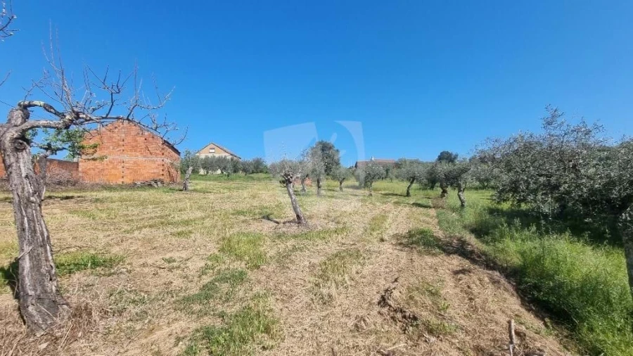 Terreno Agricola ou Rústico para Venda em Sarzedas Foto 6
