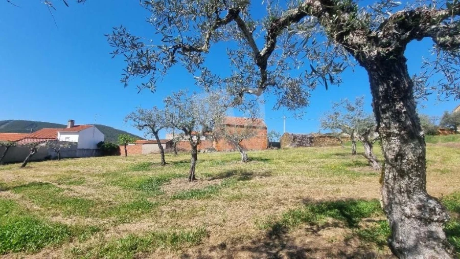 Terreno Agricola ou Rústico para Venda em Sarzedas Foto 4