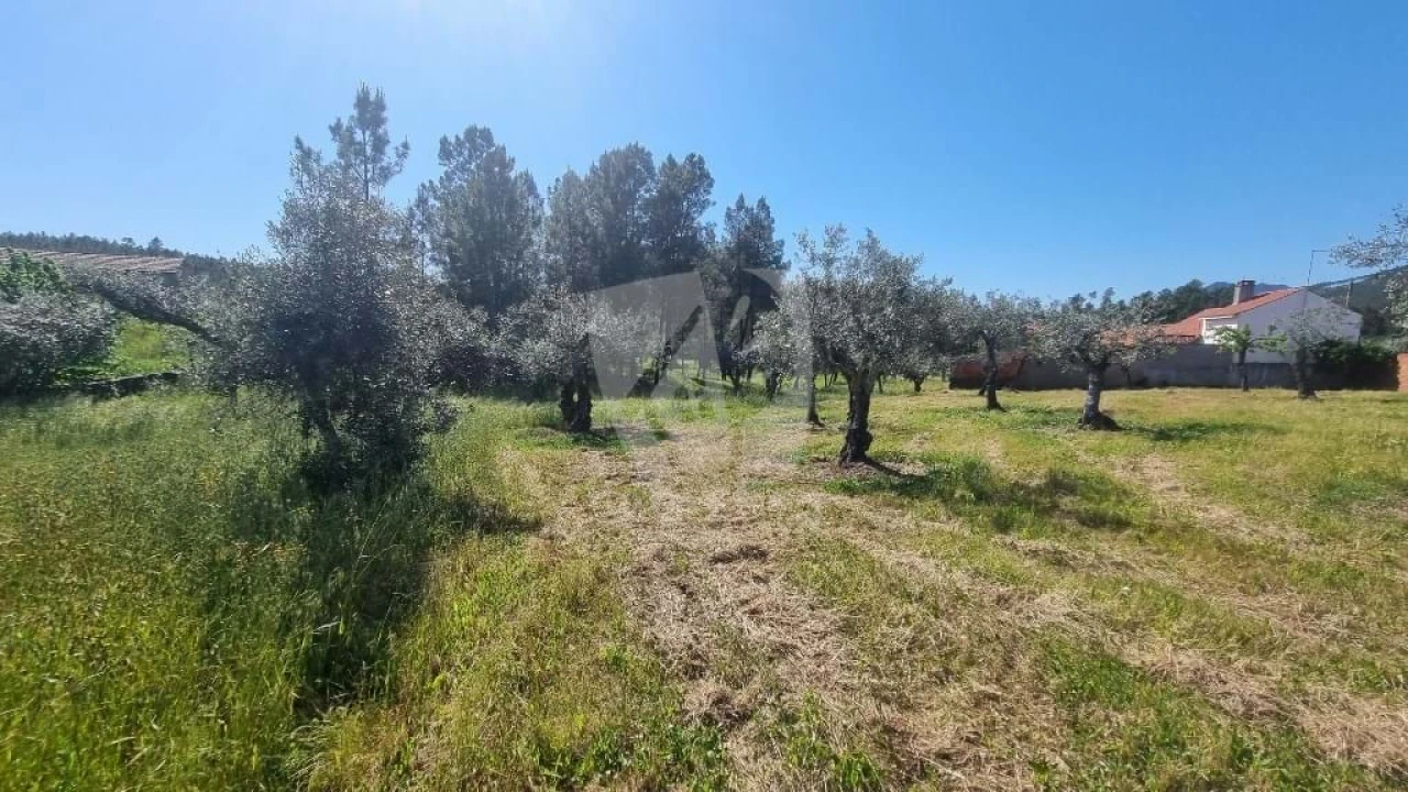 Terreno Agricola ou Rústico para Venda em Sarzedas Foto 3