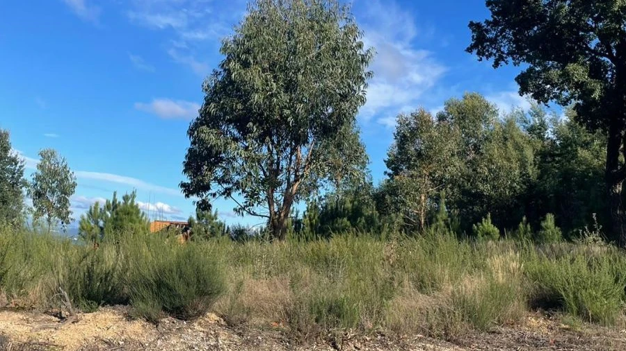 Terreno Agricola ou Rústico para Venda em Lagos da Beira e Lajeosa