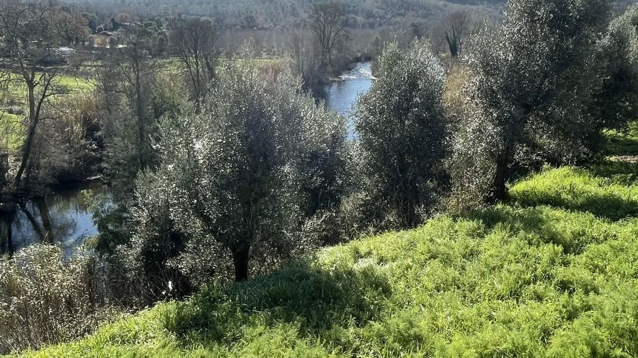 Terreno Agricola ou Rústico para Venda em Sarzedo