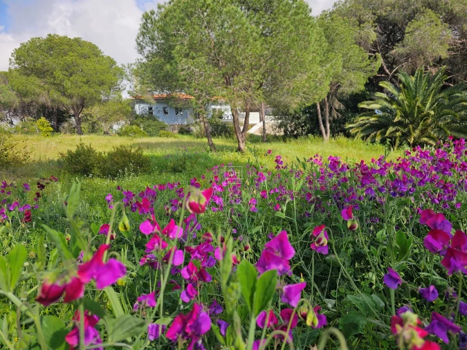 Quinta para Venda em Almancil Foto 2