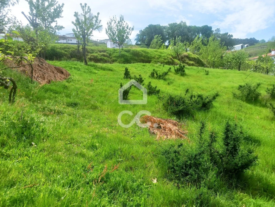 Terreno para Venda em Mesão Frio Foto 4
