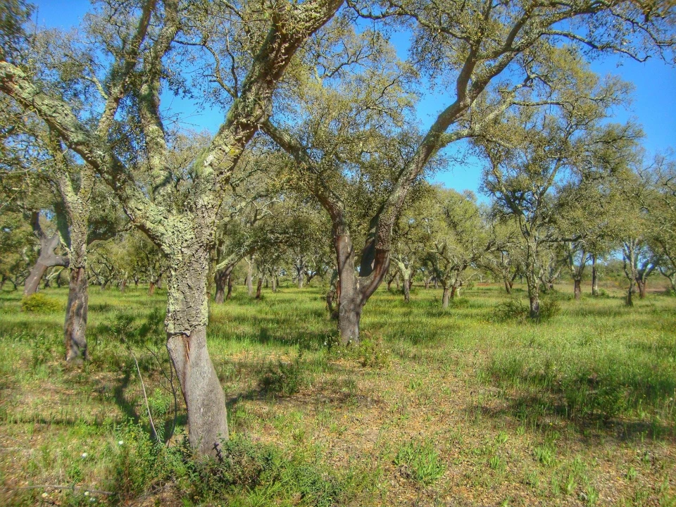 Terreno para Venda em Alcochete Foto 35