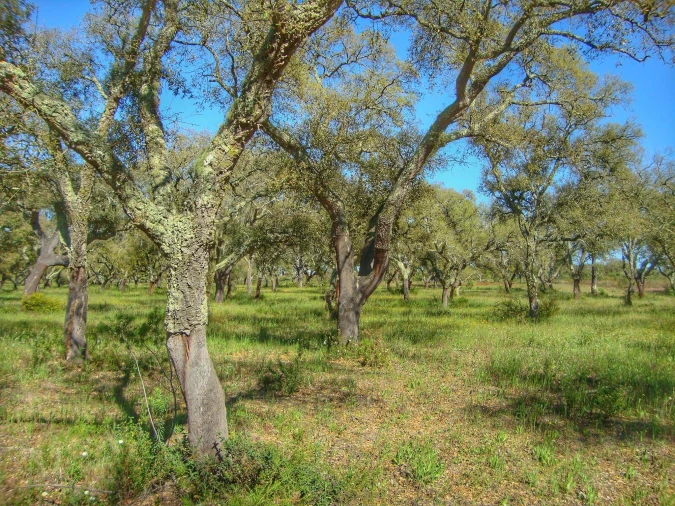 Terreno para Venda em Alcochete Foto 35