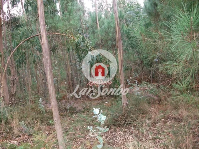 Terreno Agricola ou Rústico para Venda em Fornelo e Vairão Foto 7
