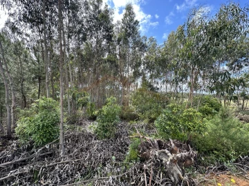 Terreno para Venda em Atouguia da Baleia